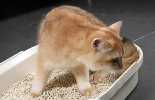 你知道，猫砂放多少比较合适？