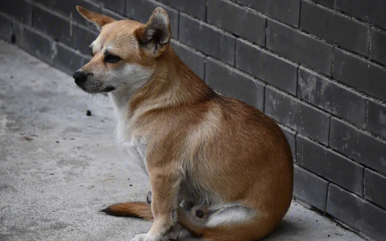 流浪动物救助困局：救助基地人去楼空，100多只狗狗去哪了？
