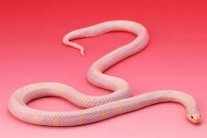漂亮的粉红眼镜蛇你见过吗？