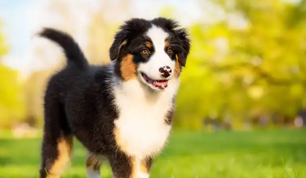 澳大利亚牧羊犬大小便怎么训练？掌握这些要领就很轻松！