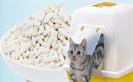 猫砂是什么，选购猫砂应注意哪些方面？