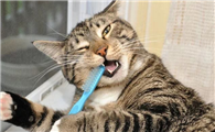 只吃猫粮的猫要不要刷牙？答案是“要”