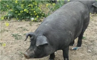 原产于四川的内江猪，饲养方法并不难！