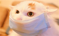 养猫须知：猫会传染新型冠状病毒肺炎吗？