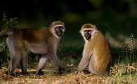 生活在肯尼亚的冠毛白眉猴，你了解多少呢？