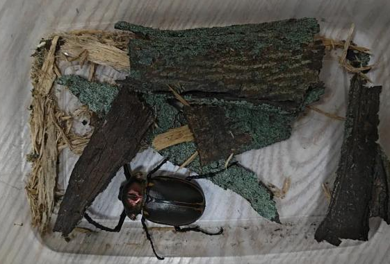 棒！4名小学生发现41年前曾灭绝的甲虫：系阳彩臂金龟
