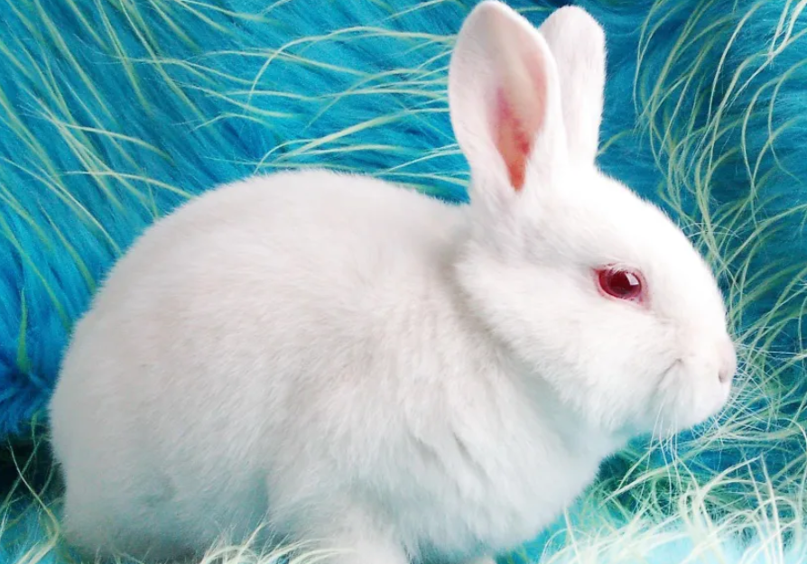 每日一个小科普：中国白兔寿命多长？