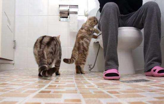 上厕所猫咪为什么喜欢守在旁边？原因是这个
