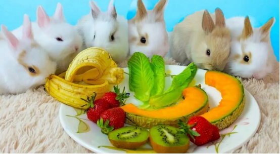 兔子能吃的水果有几种？一起来看看