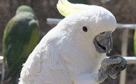 有多少小伙伴知道这个大白凤头鹦鹉多少一只的呢？