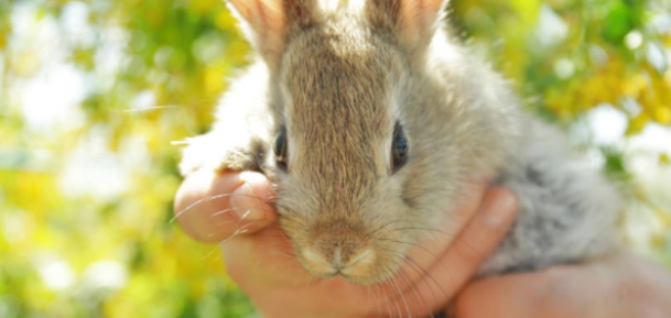 养好兔子：兔子微量元素怎么补 宠物兔要补微量元素吗