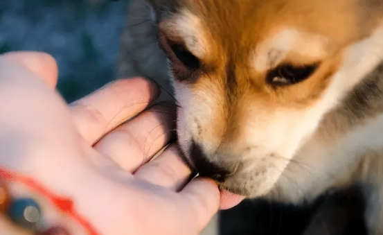 为什么狗狗喜欢舔主人手？它可能在表达爱意