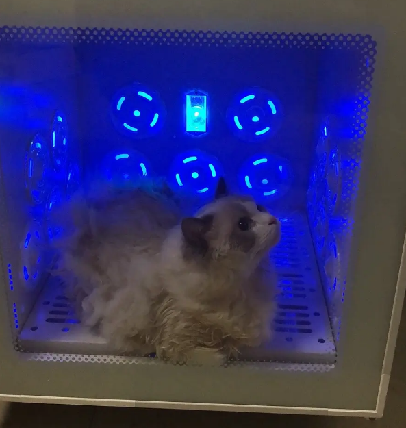 27岁单身单猫，靠自己全款喜提Jirpet烘干箱