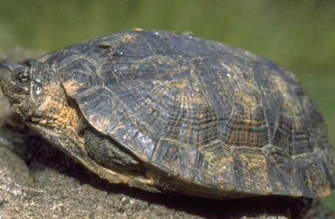 条颈摄龟能长多大多重？饲养需要注意什么？