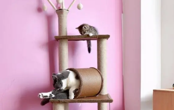 怎么训练猫使用猫爬架？