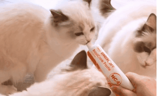 猫咪需要吃营养膏吗？怎么吃才对？