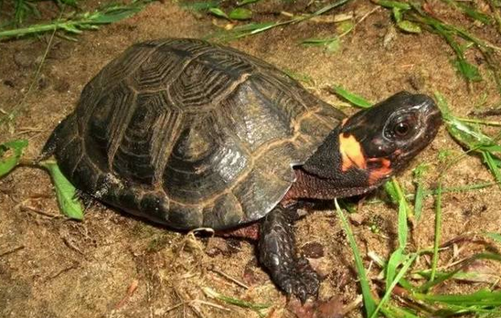 濒临灭绝的沼泽箱龟，一起来了解一下吧