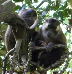 关于西比路岛猕猴的百科小知识，赶紧来看一看吧！