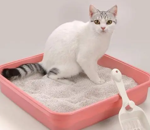 换猫砂怎么过渡？猫砂的作用是什么？