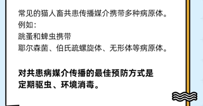 养宠家庭不得不知的消毒常识，你还在用这些有害消毒剂吗？