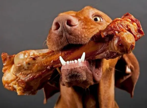 经常喂零食给狗狗，导致不爱吃狗粮，如何解决狗狗挑食？
