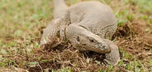 孟加拉巨蜥对于栖息环境有要求吗？我来告诉你答案！