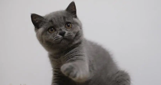 今日科普：英短蓝猫怀孕一般生几个？