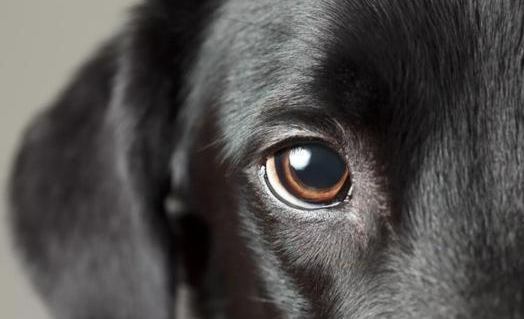 狗的眼睛晚上会发光吗，才不会呢