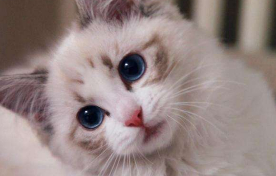 布偶猫的特点 看完你一定会想要养一只布偶猫的特点