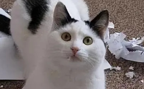 关于奶牛猫的介绍，过于真实！