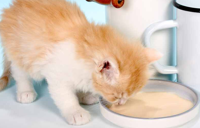 猫咪喜欢吃温热食物的原因是什么？