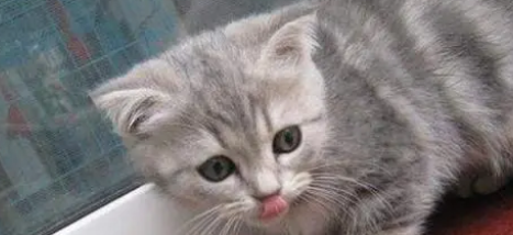 幼猫羊奶粉一天喝多少合适？怎么给幼猫冲泡羊奶粉？
