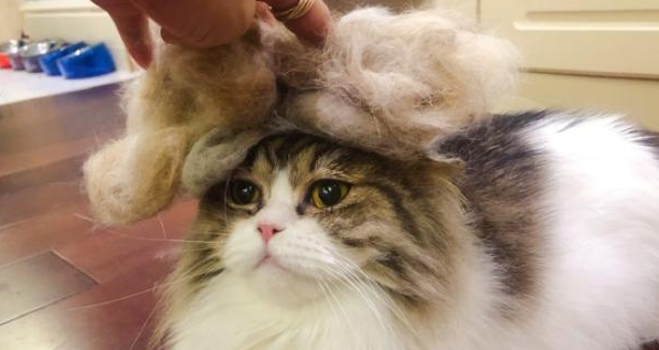 今日学习：宠物猫掉毛严重怎么办？