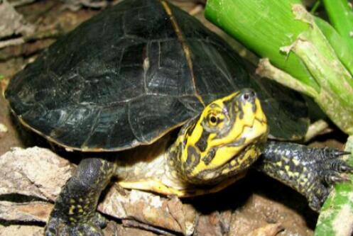“国际濒危物种”黄头庙龟，认识一下