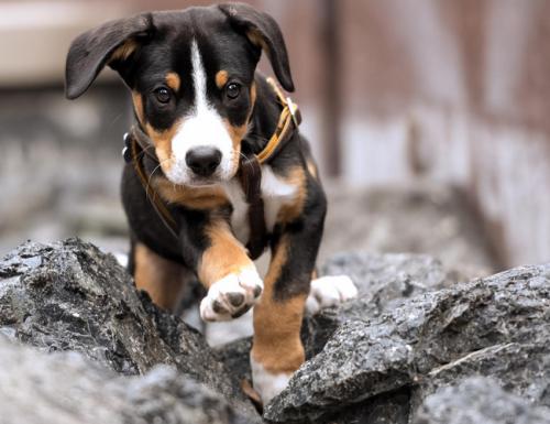 想选一只高颜值的恩特雷布赫山地犬，用对这几种方法！