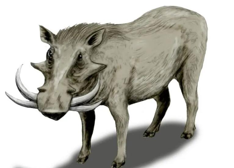 已经灭绝的猪种——巨疣猪