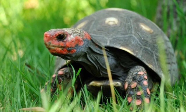 红腿陆龟可以多久不吃东西？如何饲养会更好？