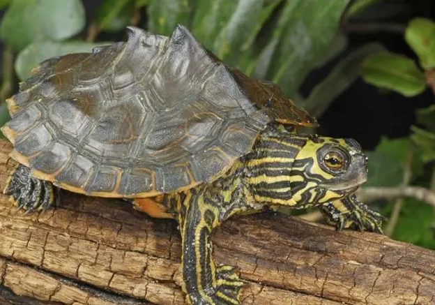 今日科普：地图龟能和巴西龟一起养吗？