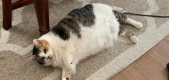 猫咪肚子有硬块是什么导致的？铲屎官速来了解！