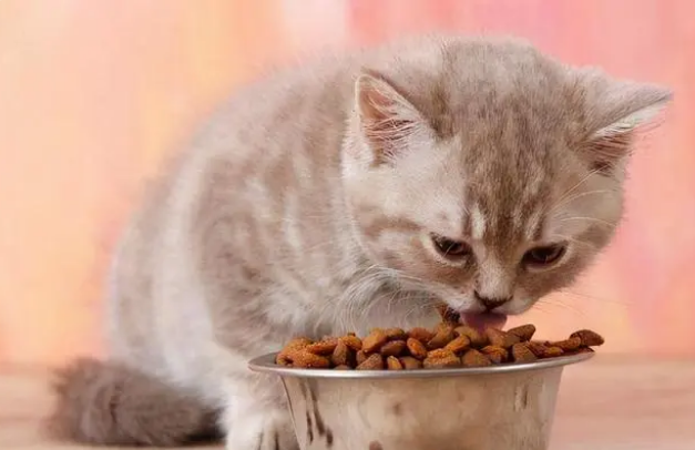 猫咪挑食不吃猫粮怎么纠正？如何纠正猫咪挑食？