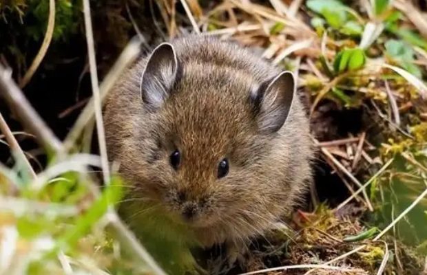 养宠必知：藏鼠兔寿命多长？