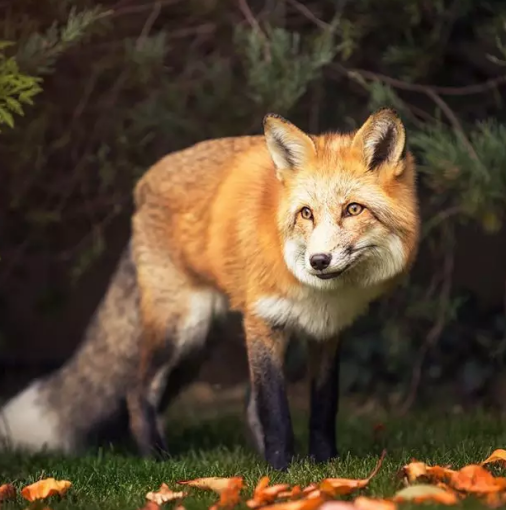 赤狐的亚种之一：赤狐－077