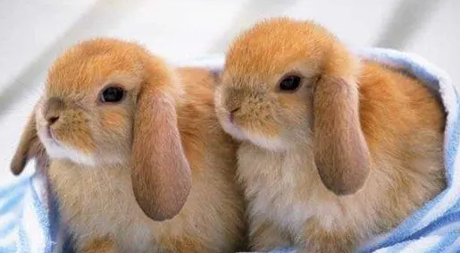 兔子耳朵垂下来怎么回事？来看看这篇文章