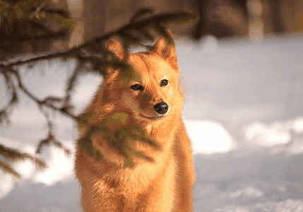 芬兰狐狸犬怎么买？主要看这六个方面~