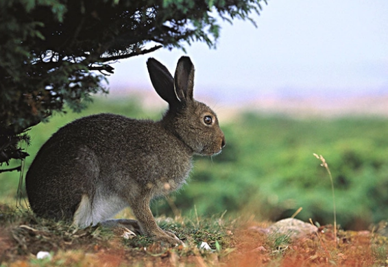 野兔在中国是国家保护动物吗？想知道的来看看