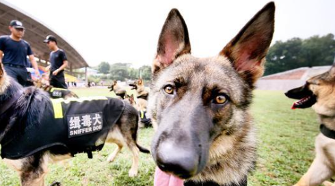 南京举行缉毒犬实战演练 30只警犬现场“秀绝活”