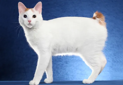 日本短尾猫饲养方法，你们清楚吗？
