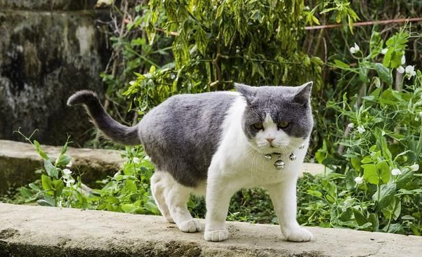 幼猫不吃猫粮怎么办，解析四种幼猫不吃猫粮的原因