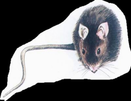 因为人类而灭绝的牙买加仓鼠，你知道它吗？