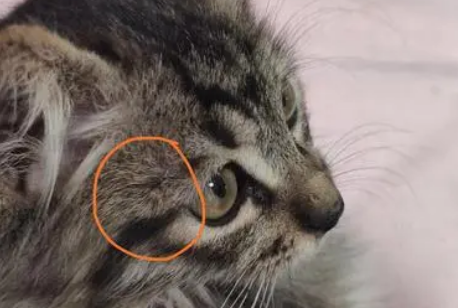 猫咪头顶有结痂的东西，怎么办？